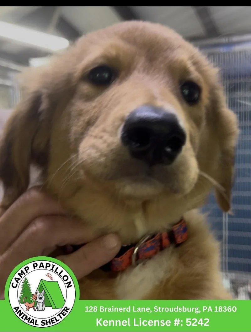 A baby medium-sized male English Shepherd dog named Cpo for adoption in Stroudsburg, PA
