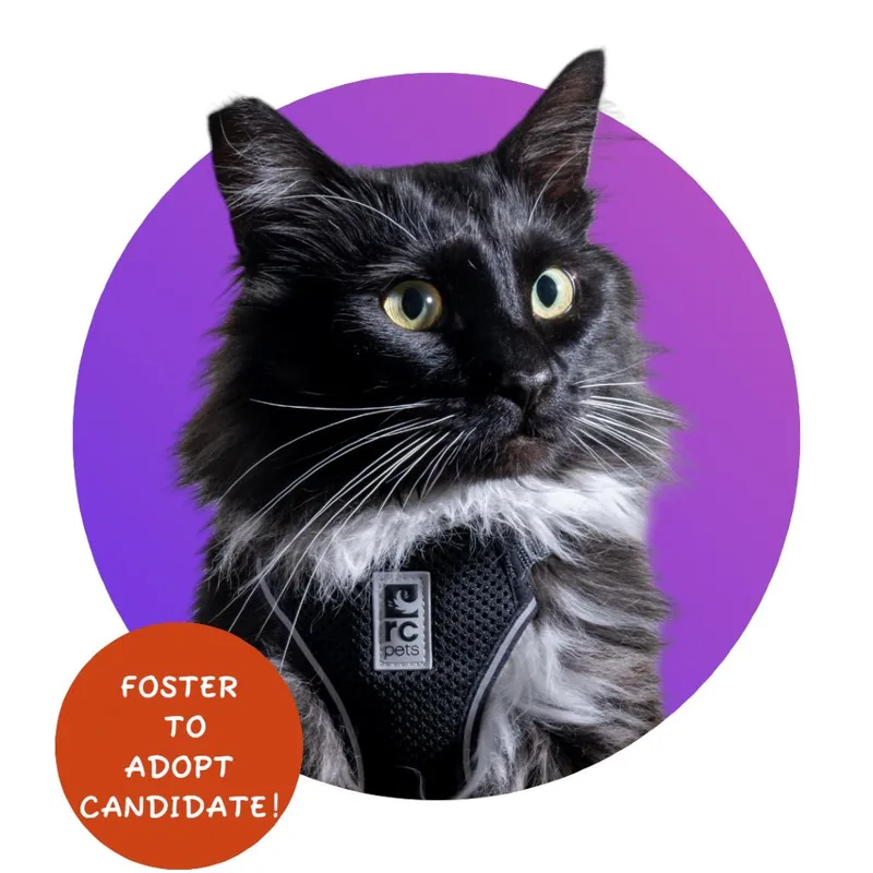 Dr. Pepper thumbnail 2