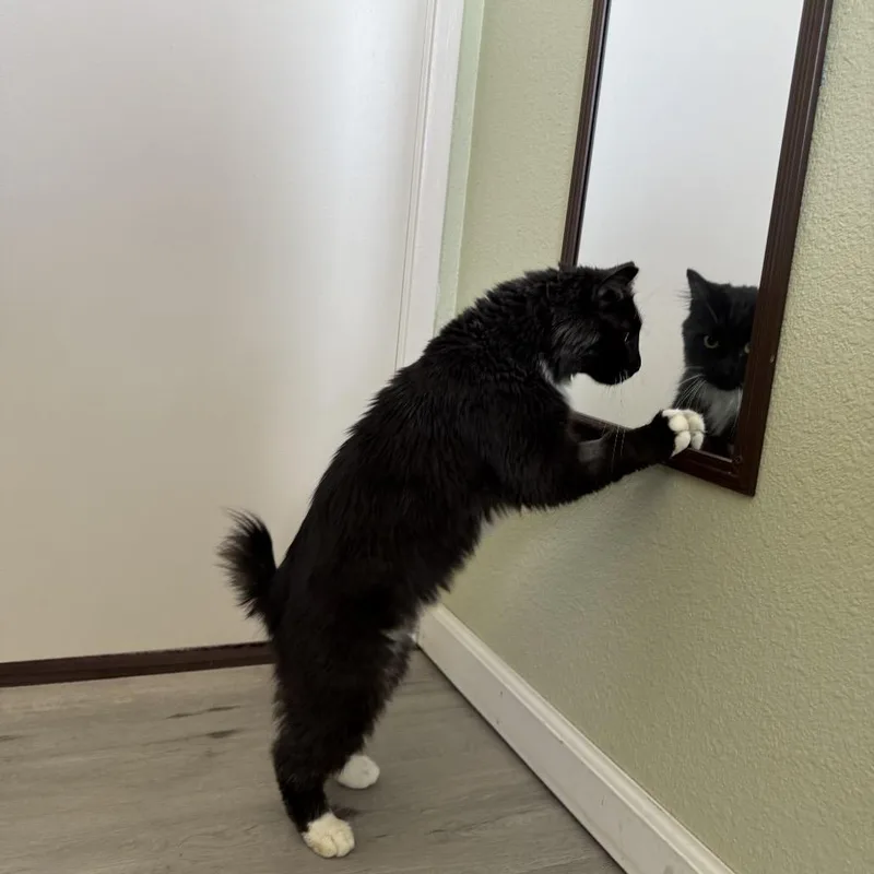 Dr. Pepper thumbnail 3