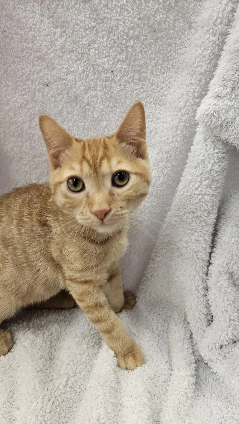 A baby medium-sized female Orange / Red Domestic Short Hair cat named Blaze for adoption in Antioch, CA