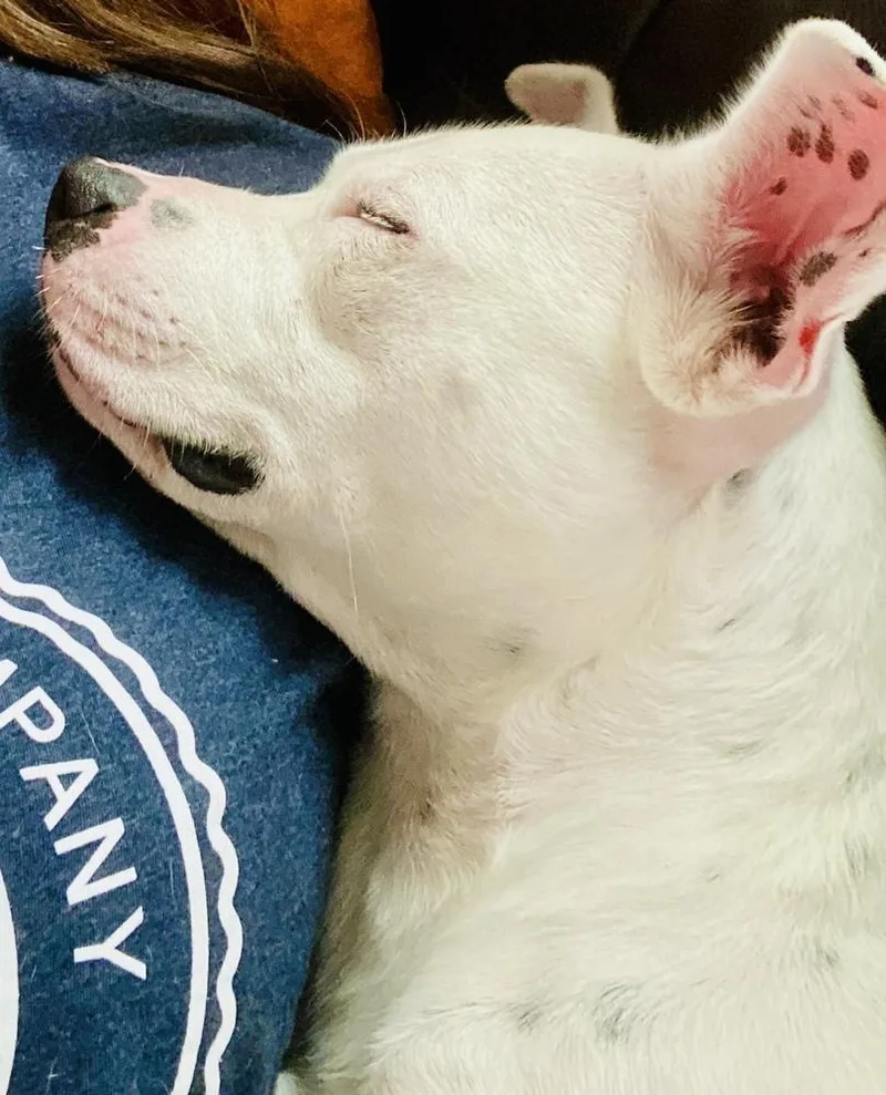 A young medium-sized female White / Cream Staffordshire Bull Terrier dog named Ashling for adoption in Sealy, TX