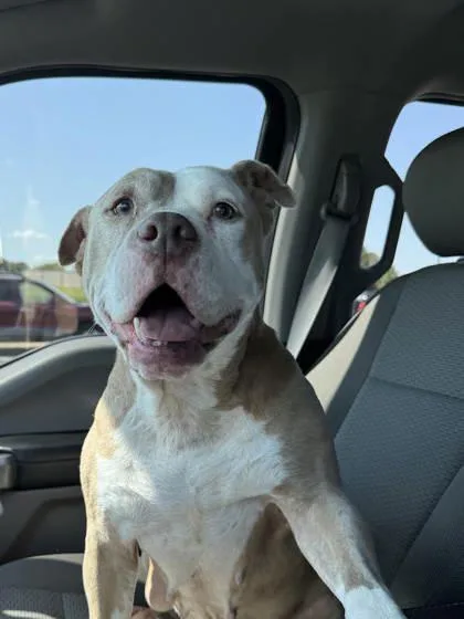 An adult large-sized female Pit Bull Terrier dog named Cleo for adoption in St. Anne, IL