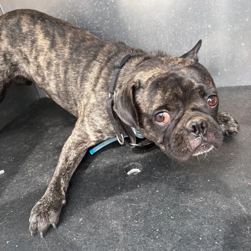 An adult medium-sized male Brindle Pug dog named Crash for adoption in Bryan, TX