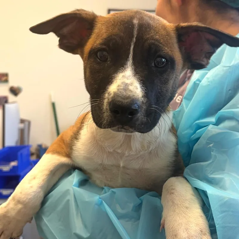 A baby small-sized male Yellow / Tan / Blond / Fawn Belgian Shepherd / Malinois dog named Molson for adoption in Nashville, TN