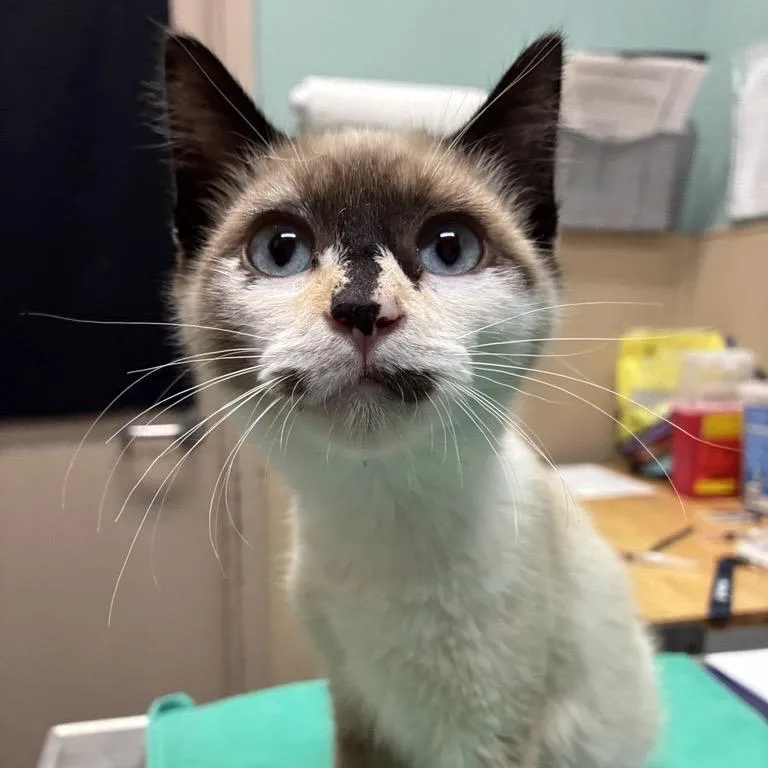A baby small-sized female Calico Domestic Short Hair cat named Julia for adoption in Tacoma, WA