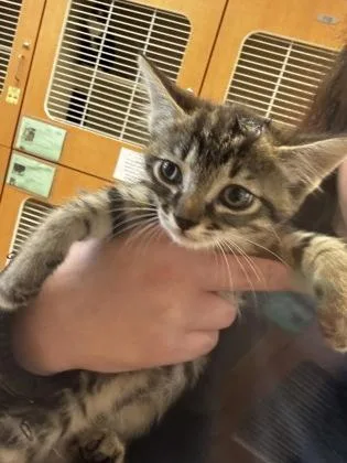 A baby small-sized male Domestic Short Hair cat named Ryko for adoption in Chamblee, GA