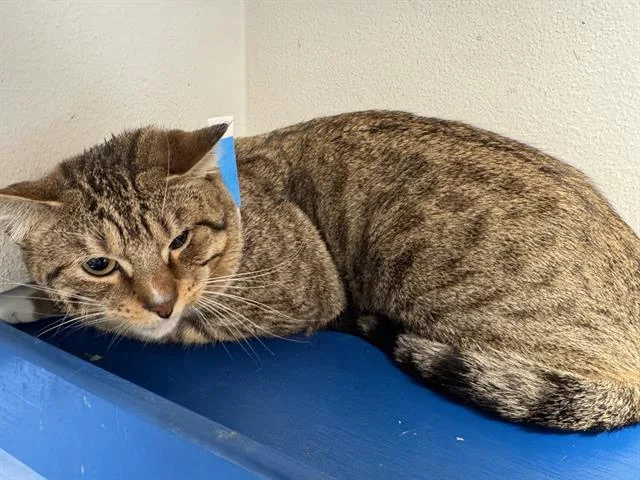 An adult large-sized male Domestic Short Hair cat named Steve for adoption in Grand Prairie, TX