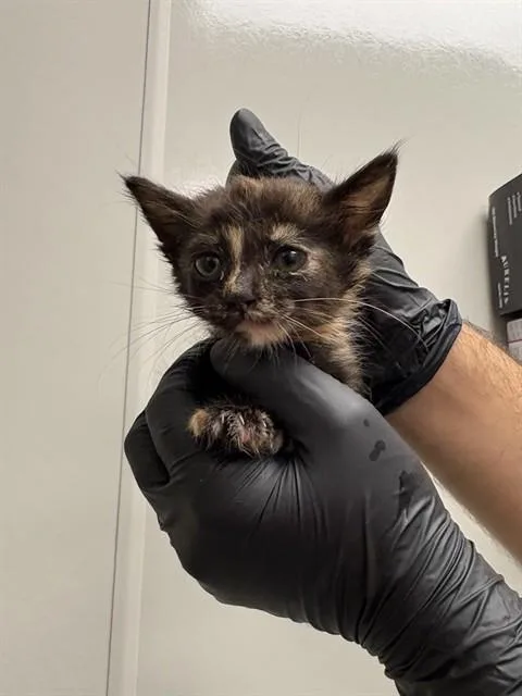 A baby small-sized female Domestic Short Hair cat named Riyo for adoption in Ontario, CA