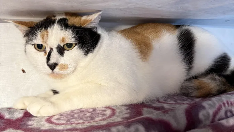 Delphine thumbnail 2