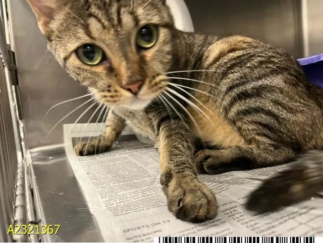 A young medium-sized female Domestic Short Hair cat named Mocha for adoption in West Palm Beach, FL