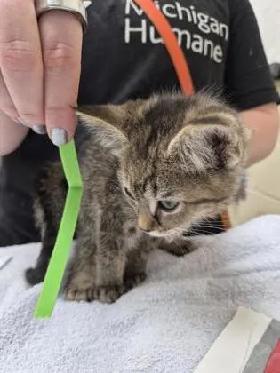 A baby small-sized female Domestic Short Hair cat named Harlee for adoption in Westland, MI
