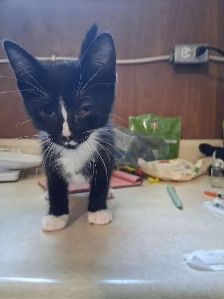 A baby small-sized male Domestic Short Hair cat named Alto for adoption in Hillsboro, OH