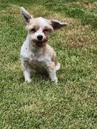 Bochito