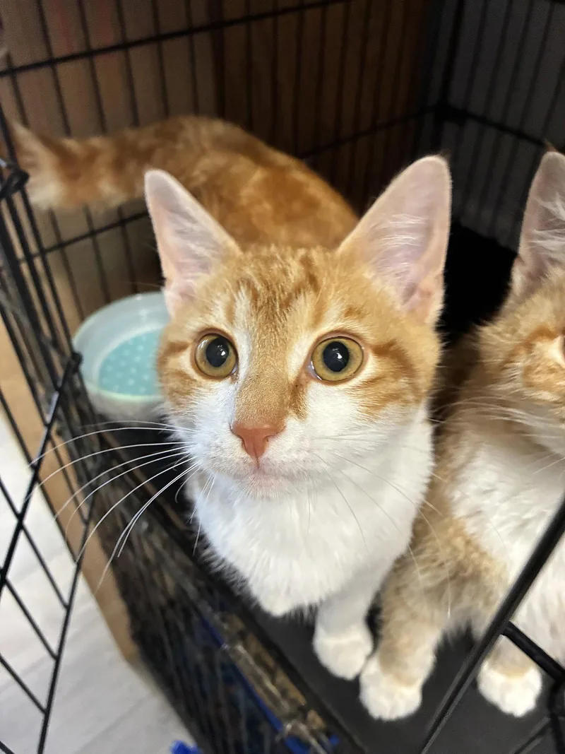 A young medium-sized male Orange & White Tabby cat named Frito for adoption in Georgetown, KY