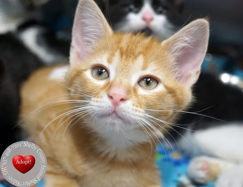 A baby small-sized male Domestic Short Hair cat named Bram for adoption in Sidney, OH