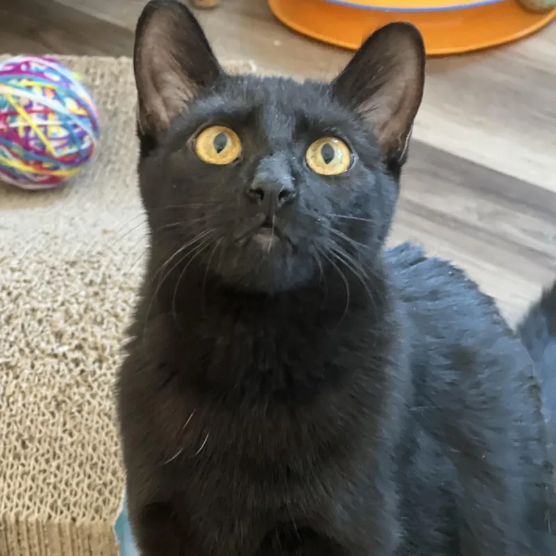 A young medium-sized male Black Domestic Short Hair cat named Alo for adoption in Germansville, PA
