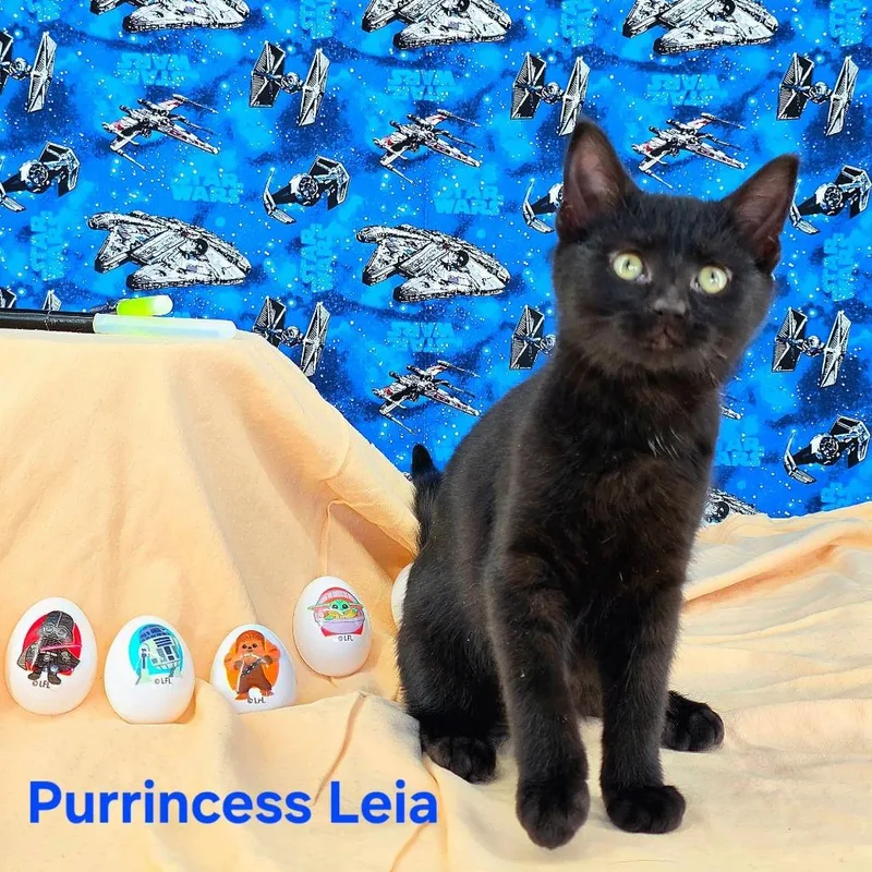 Purrincess Leia