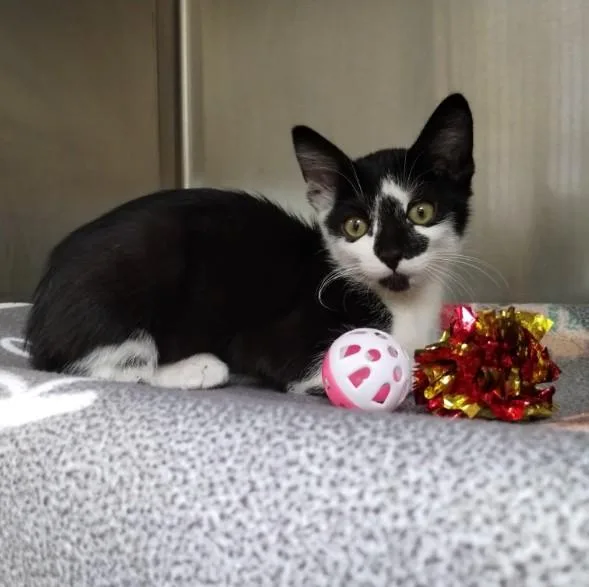 A baby small-sized male Domestic Short Hair cat named Yang for adoption in Alameda, CA