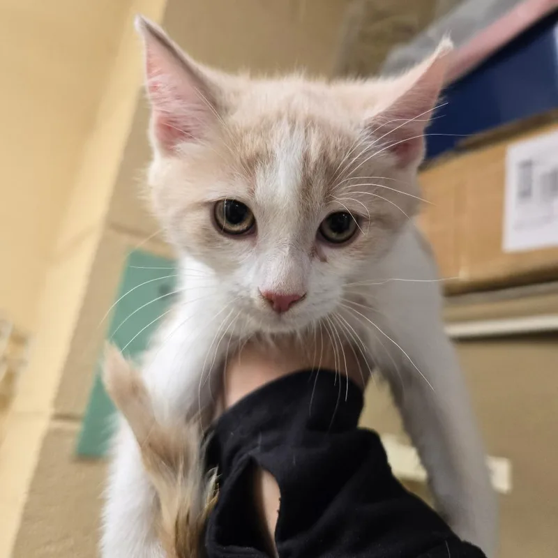 A baby small-sized male Buff / Tan / Fawn Domestic Short Hair cat named Cheerio for adoption in Waldorf, MD