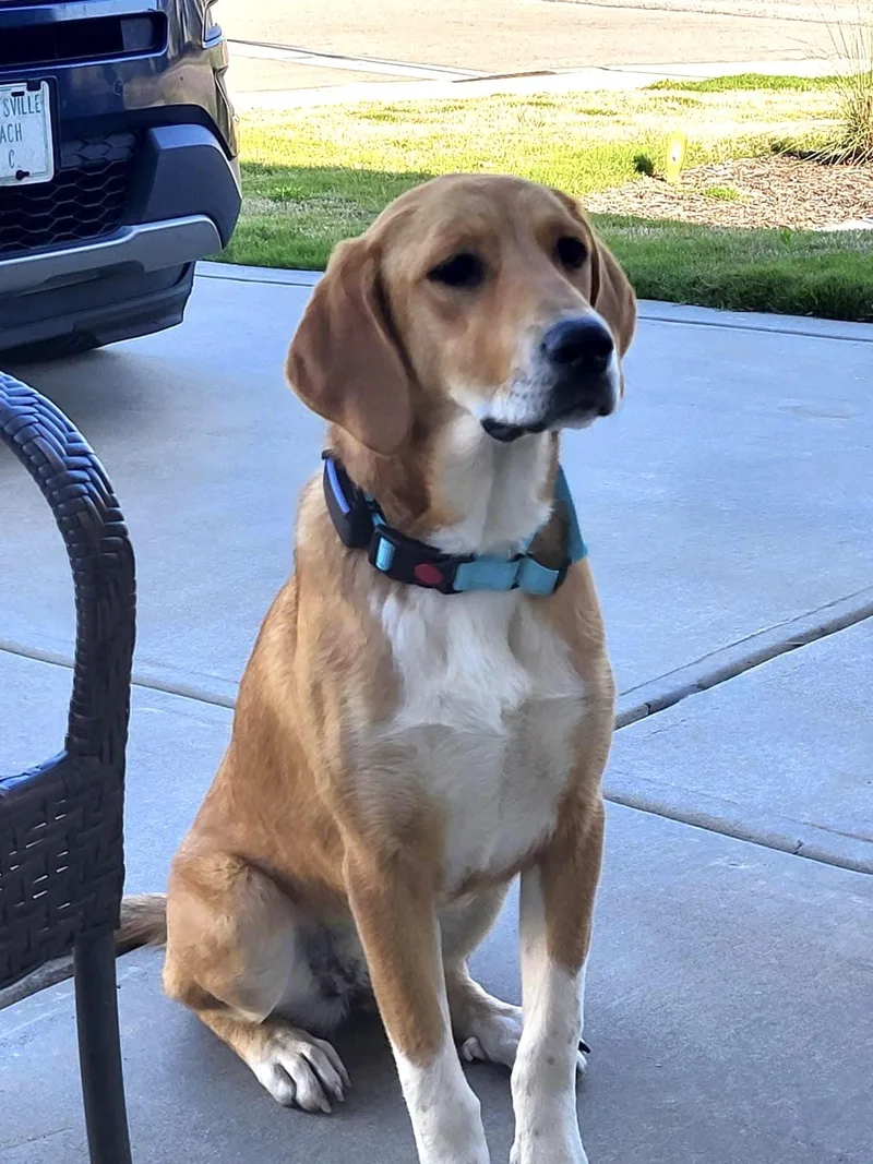 A young medium-sized female Yellow / Tan / Blond / Fawn Hound dog named Darla for adoption in Manhasset, NY