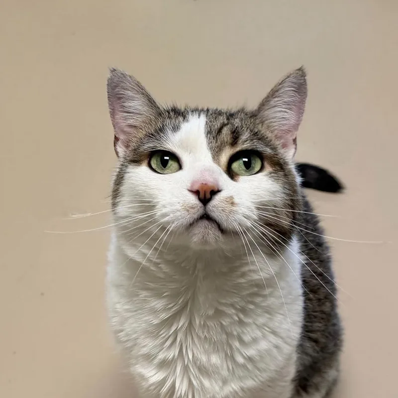 A senior medium-sized female Domestic Short Hair cat named Meeka for adoption in State College, PA