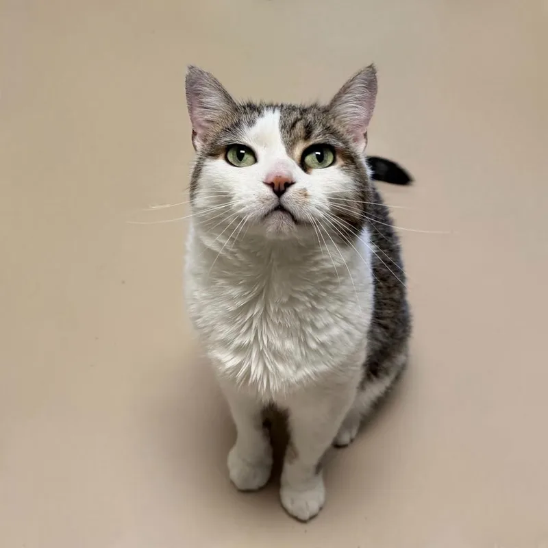 Meeka thumbnail 4