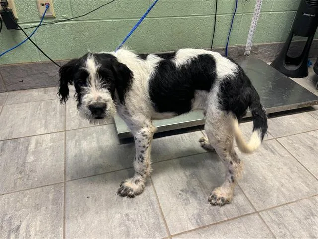 A baby small-sized male German Wirehaired Pointer dog named Taki for adoption in Grand Prairie, TX