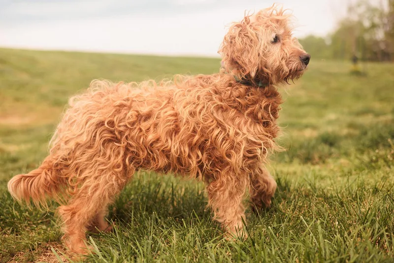 An adult medium-sized female Golden Goldendoodle dog named Goldie  Transport for adoption in Gradyville, KY
