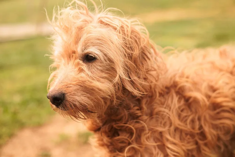 Goldie  Transport thumbnail 2