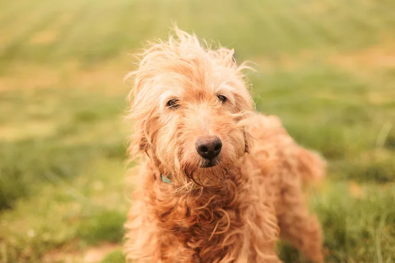 Goldie  Transport thumbnail 3