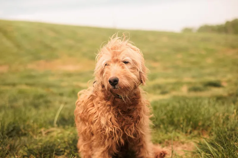 Goldie  Transport thumbnail 4