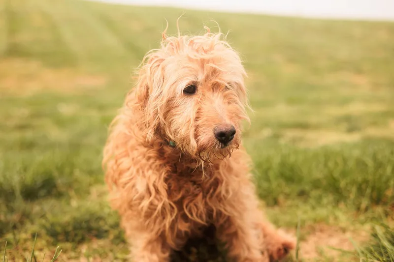 Goldie  Transport thumbnail 5