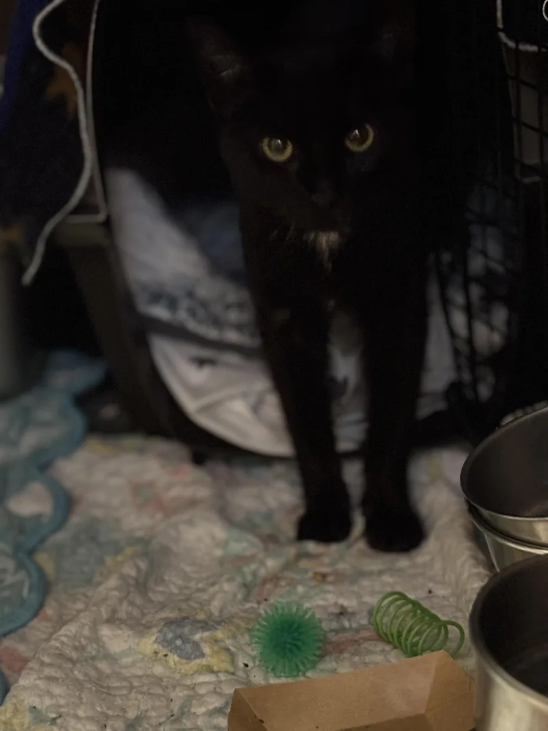 Collette thumbnail 2