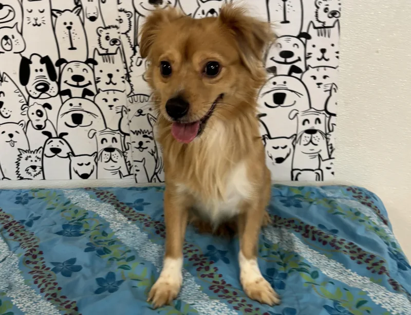 An adult small-sized male Papillon dog named Caine for adoption in San Pedro, CA