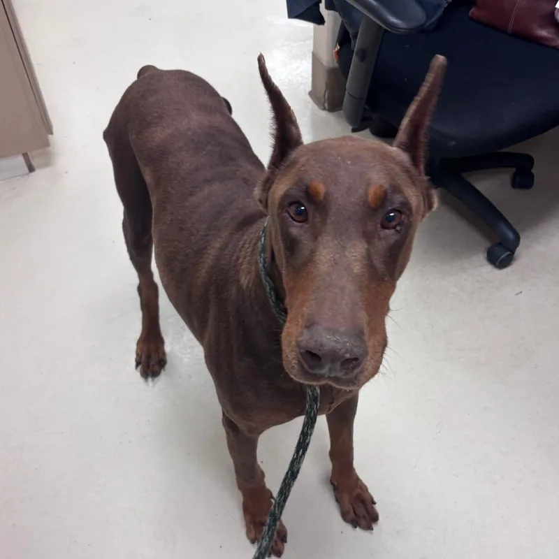 A senior large-sized male Brown / Chocolate Doberman Pinscher dog named Dude for adoption in Santa Barbara, CA