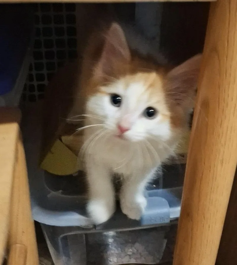 A baby small-sized male Domestic Short Hair cat named Paprika for adoption in Canton, CT