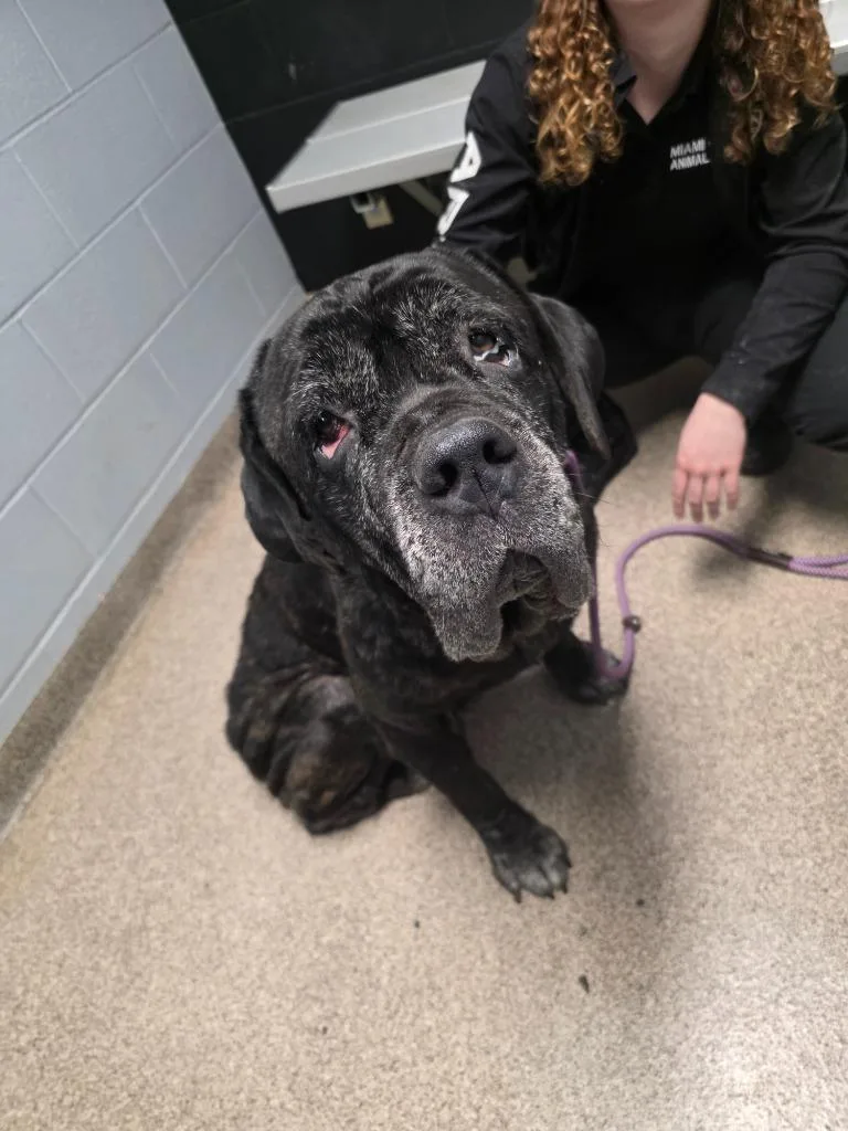 An adult large-sized female Cane Corso dog named Princess for adoption in Troy, OH