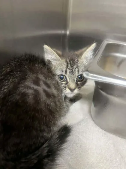 A baby small-sized female Domestic Short Hair cat named Dewdrop for adoption in Memphis, TN