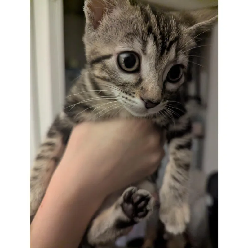 A baby small-sized female Brown / Chocolate Domestic Short Hair cat named Madeleines for adoption in Austin, TX