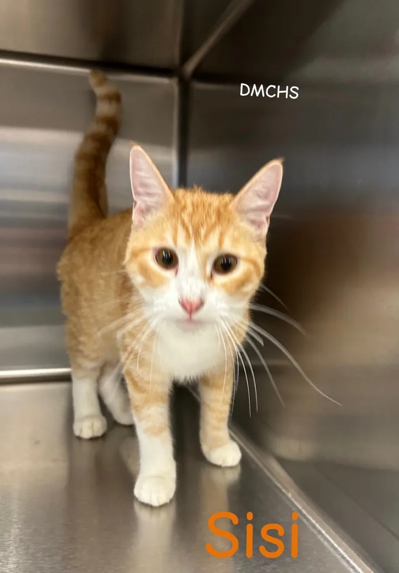 A young medium-sized male Domestic Short Hair cat named Sisi for adoption in Burlington, IA