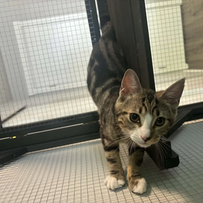 A baby medium-sized female Tabby (Brown / Chocolate) Domestic Short Hair cat named Lil Kim for adoption in Rochester, WA