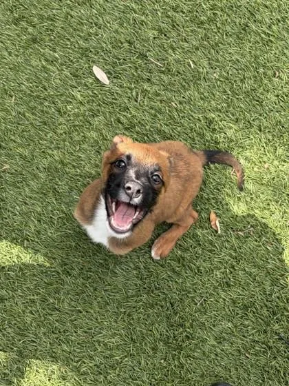A young small-sized female Shepherd dog named Fluttershy for adoption in North Miami Beach, FL