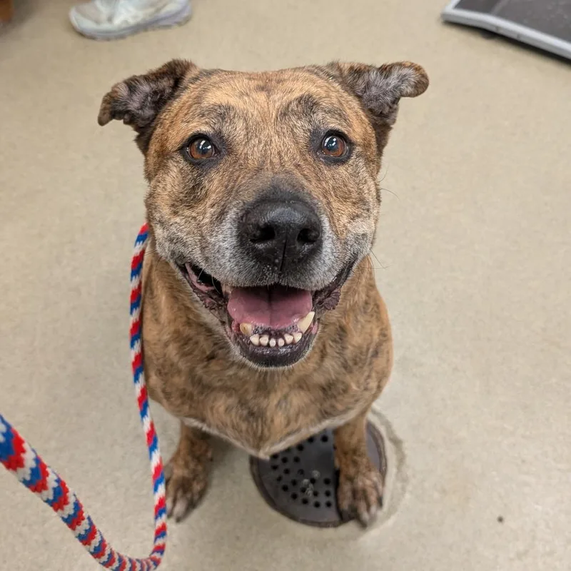 A senior large-sized male Brindle Pit Bull Terrier dog named Lug for adoption in Birdsboro, PA