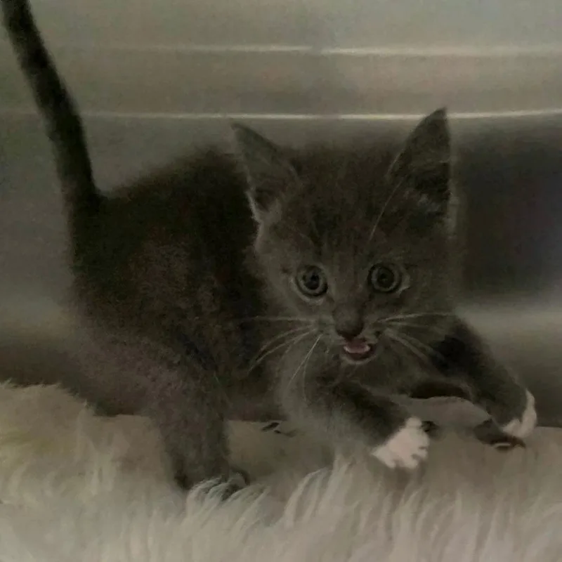 A baby small-sized female Black Domestic Short Hair cat named Skye for adoption in Chatham, VA