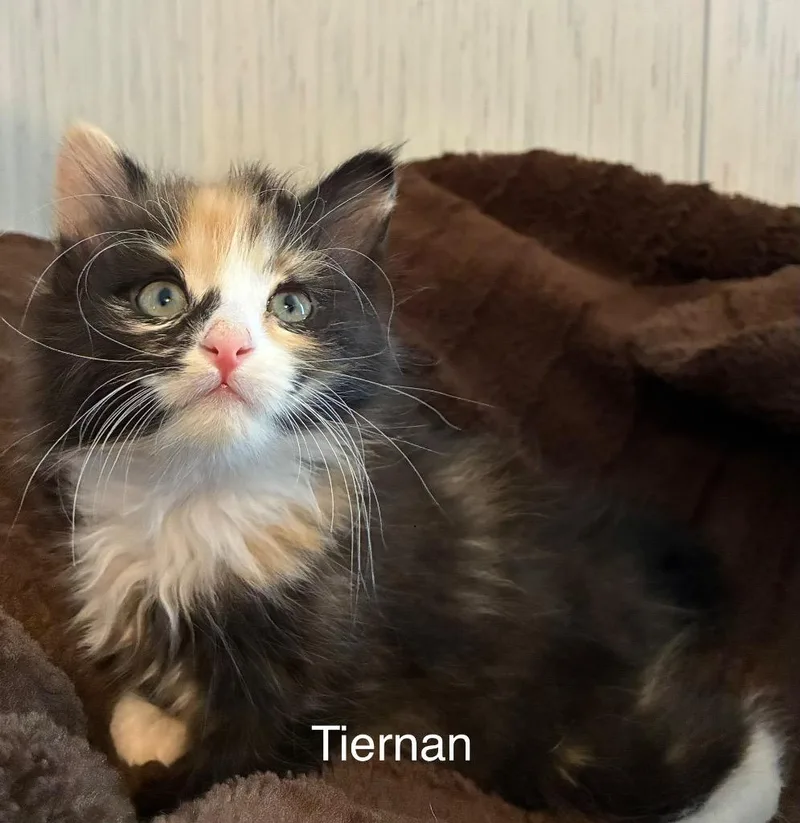 A baby small-sized female Domestic Long Hair cat named Tiernan for adoption in Ogden, UT