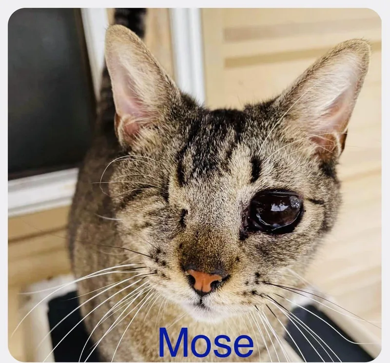 Mose thumbnail 6