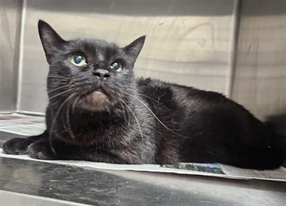 An adult medium-sized male Domestic Short Hair cat named Jack for adoption in Los Angeles, CA