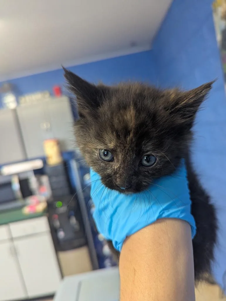 A baby medium-sized female Domestic Medium Hair cat named Biscotti for adoption in Logan, UT