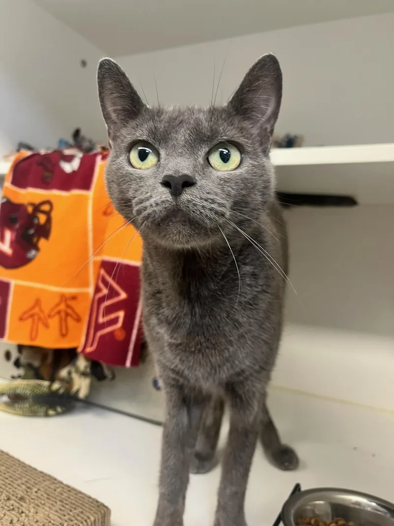 An adult medium-sized female Gray / Blue / Silver Domestic Short Hair cat named Sky for adoption in Manassas, VA