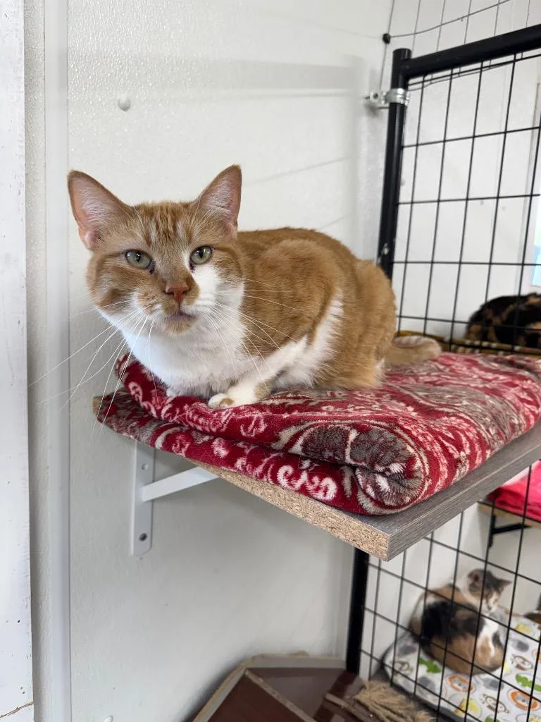 A young small-sized female Domestic Short Hair cat named Rosa for adoption in Hastings, NE